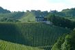 vineyard