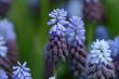 hyacinth