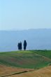 cypresses