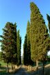 cypress avenue