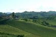 vineyard