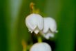 lily of the valley