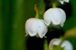 lily of the valley