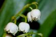 lily of the valley