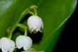 lily of the valley