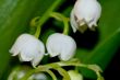 lily of the valley