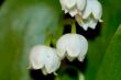 lily of the valley