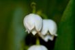 lily of the valley