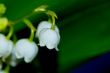 lily of the valley
