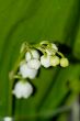 lily of the valley