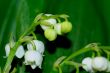 lily of the valley