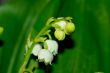 lily of the valley