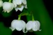 lily of the valley