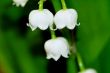 lily of the valley