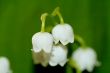 lily of the valley