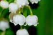 lily of the valley