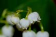 lily of the valley