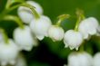 lily of the valley