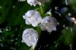 lily of the valley