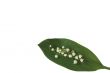 lily of the valley