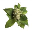 lily of the valley