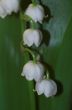 lily of the vally