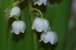 lily of the vally