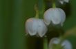 lily of the vally