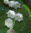 lily of the walley