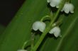lily of the walley