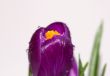 crocus