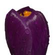 crocus