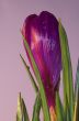 crocus