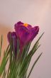 crocus