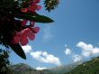 Oleander and Mountains