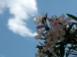Oleander and Sky