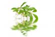 seedlings