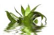 water plants