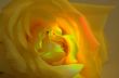 yellow rose