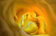 yellow rose