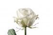 white rose