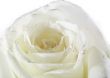 white rose