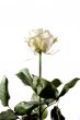 white rose