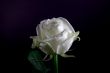 white rose