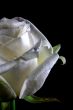 white rose