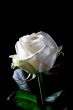white rose