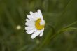 camomile