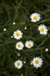 camomile