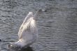 Swan ballet 2