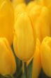 Yellow tulips